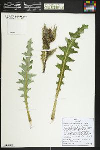 Cirsium parryi image