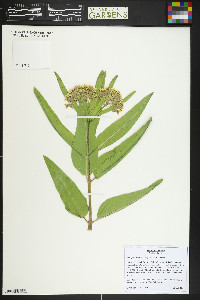 Asclepias hallii image