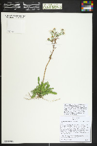 Symphyotrichum porteri image