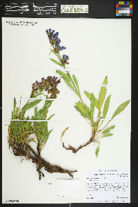 Penstemon saxosorum image