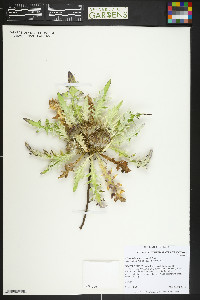 Cirsium tioganum image