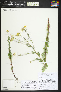 Tripleurospermum inodorum image