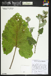Arctium minus image