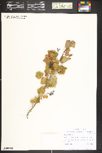 Ribes wolfii image