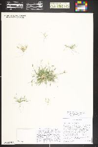 Bouteloua simplex image