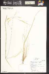 Hesperostipa comata subsp. intermedia image
