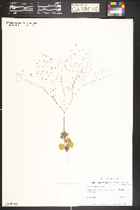 Eriogonum gordonii image