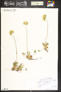 Eriogonum umbellatum var. majus image
