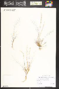 Muhlenbergia minutissima image
