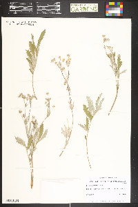 Potentilla hippiana image