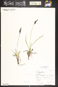 Carex scopulorum var. bracteosa image