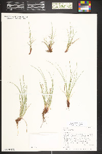 Carex pityophila image