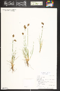 Carex phaeocephala image