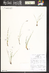 Carex scirpoidea image