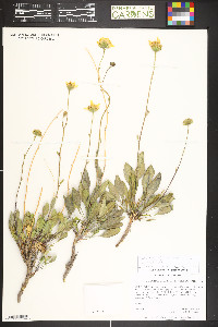 Platyschkuhria integrifolia image