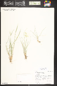 Elymus elymoides subsp. brevifolius image