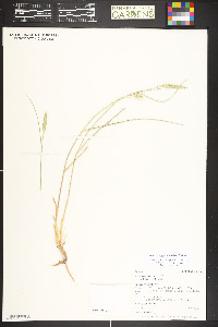 Agropyron fragile image