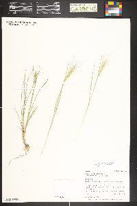 Elymus elymoides subsp. brevifolius image