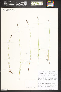 Carex scirpoidea image