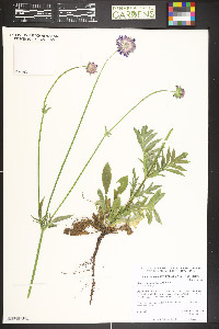 Knautia arvensis image