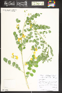Colutea arborescens image