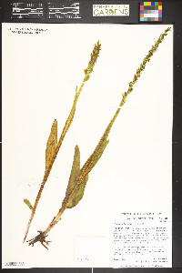 Platanthera huronensis image