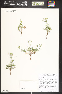 Potentilla argentea image