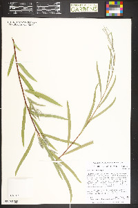Salix exigua subsp. exigua image