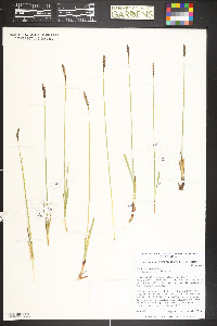 Carex scirpoidea image
