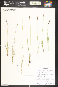 Carex scirpoidea image