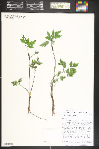 Osmorhiza depauperata image