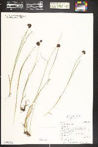 Juncus mertensianus image