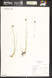 Juncus mertensianus image