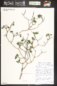 Jamesia americana var. americana image