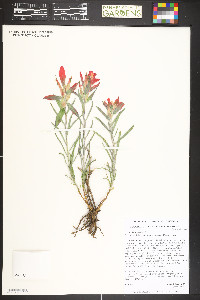 Castilleja integra image
