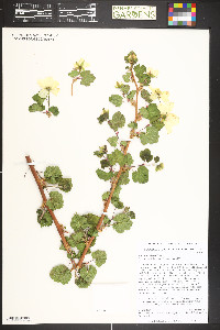Rubus deliciosus image