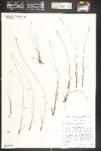 Carex scirpoidea image