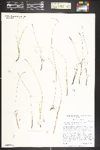 Carex scirpoidea image