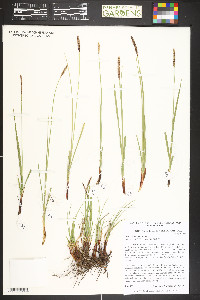 Carex scirpoidea image