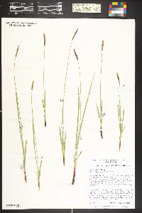 Carex scirpoidea image
