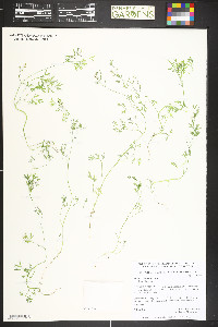 Fumaria vaillantii image