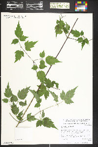 Clematis brevicaudata image