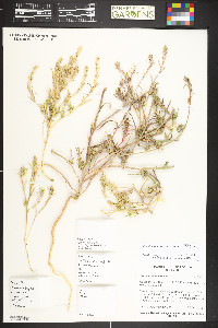 Corispermum navicula image