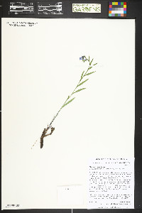 Mertensia lanceolata var. secundorum image