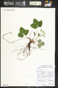 Fragaria vesca image