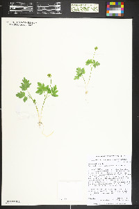 Adoxa moschatellina image