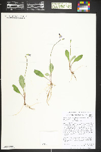 Primula pauciflora image