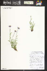 Erigeron vetensis image