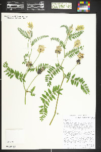 Astragalus cicer image