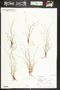 Carex pityophila image